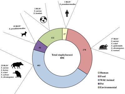 Bacteriocin-Like Inhibitory Substances in Staphylococci of Different Origins and Species With Activity Against Relevant Pathogens